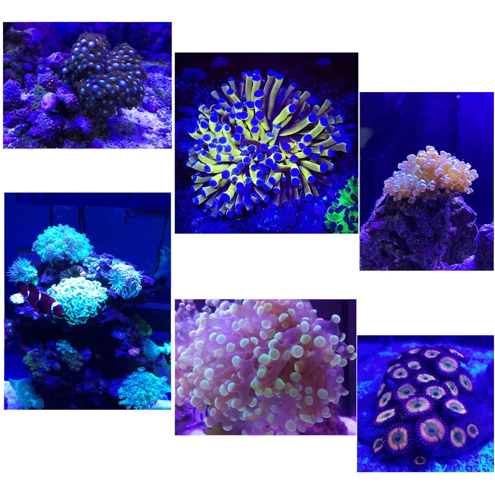 Aquarium Lamp Led for Aquarium Led Lighting Coral Reef Light Saltwater Aquarium Lights Led Fish Tank Shannon16